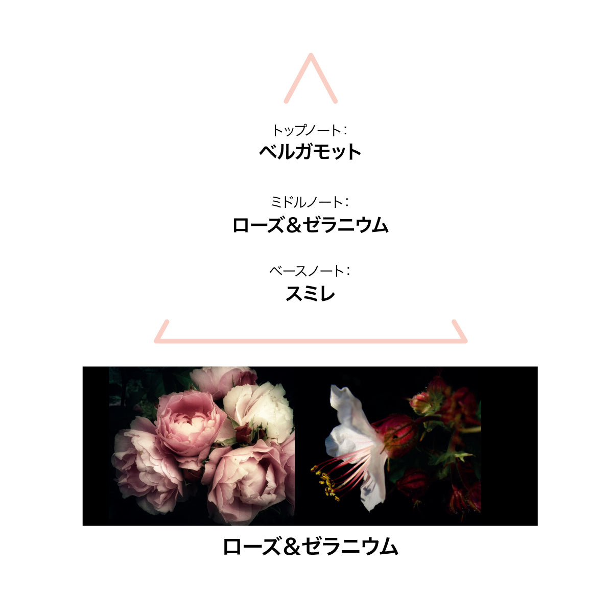 LE COUVENT ボタニカル ミニハンドクリーム セット