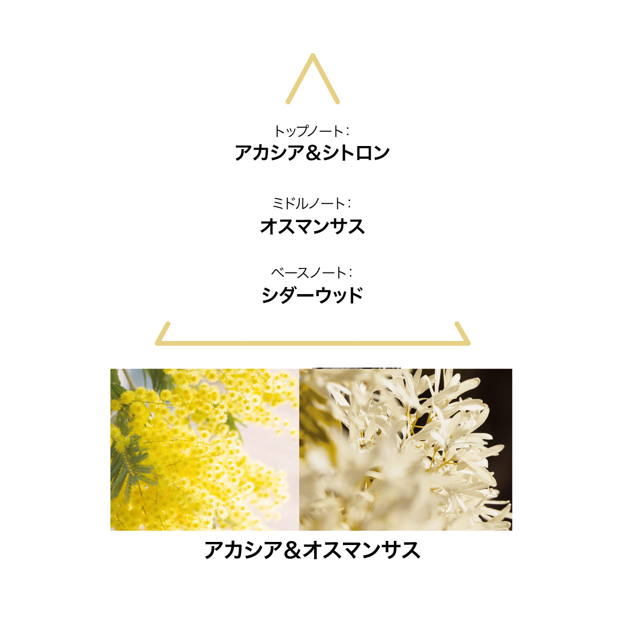 LE COUVENT ボタニカル ミニハンドクリーム セット