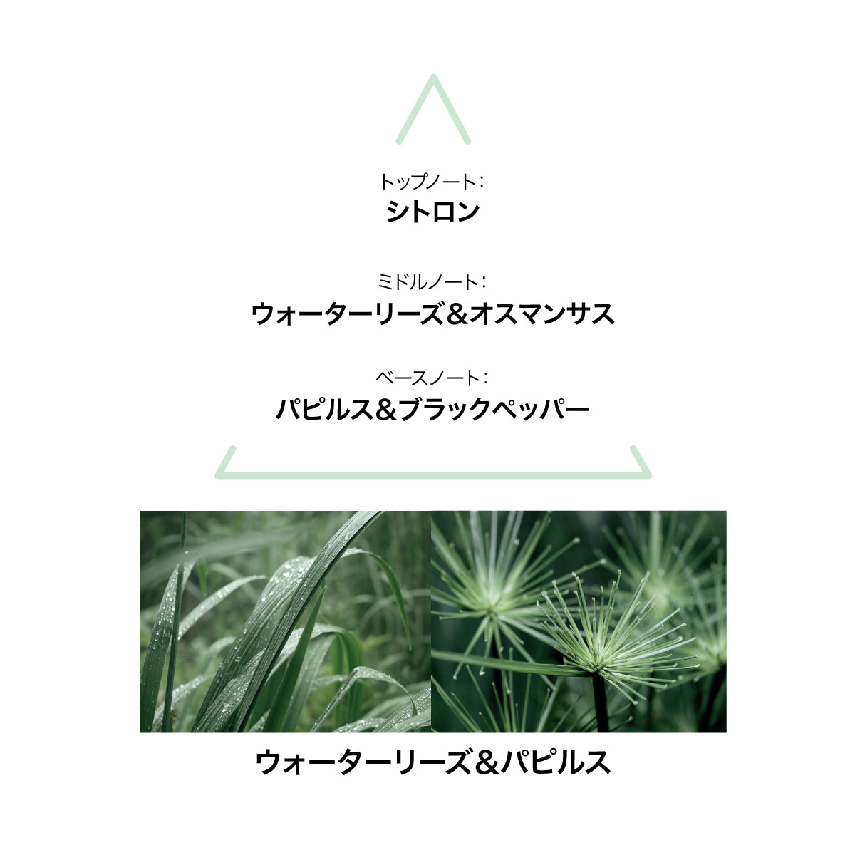 LE COUVENT アクアナンファエ